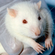 Illustration for article titled What Can A Rats Behavioral Despair Tell You?